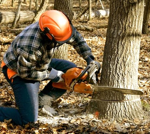 Tree Removal in Moro, OR